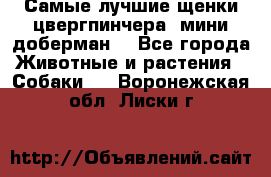 Самые лучшие щенки цвергпинчера (мини доберман) - Все города Животные и растения » Собаки   . Воронежская обл.,Лиски г.